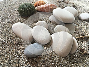 White stones sea urchin adn shells on the sand photo