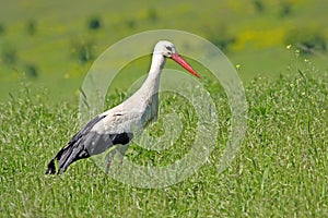 White Storck