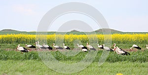 White Storck flock in migration