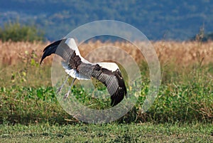 White storck flying over green field