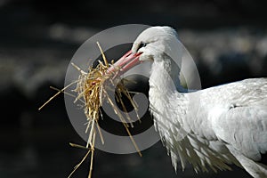 White Stork