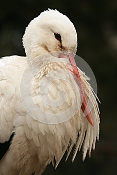 White Stork