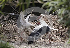 White stork