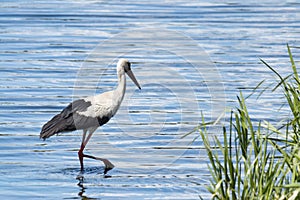 White stork