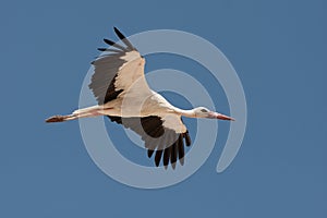 White stork