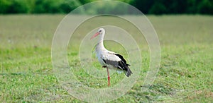 White Stork