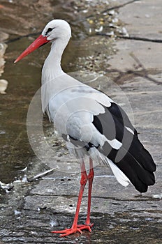 White Stork