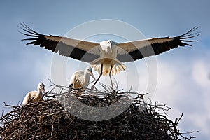 White stork