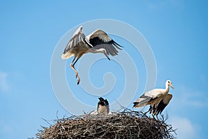 White stork