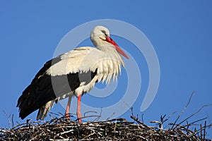 White stork