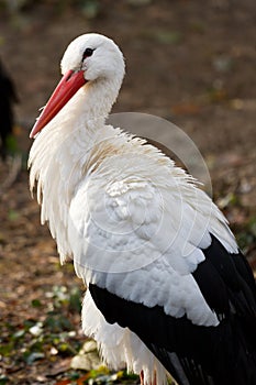 White stork