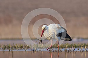 White Stork