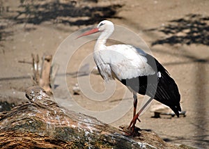 White stork