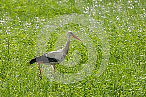 White stork