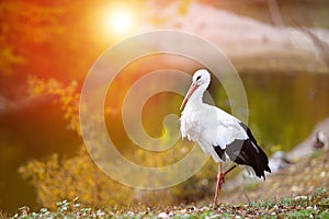 White stork