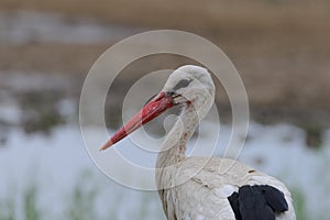 White stork