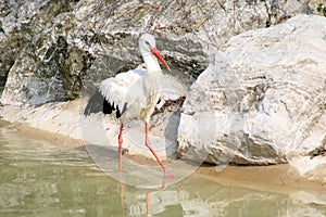 White stork