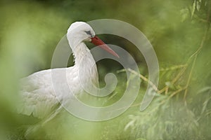 White Stork