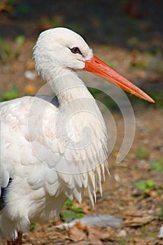 White Stork