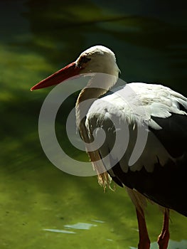 White stork