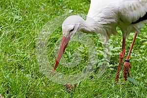 White Stork