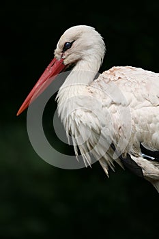 White stork