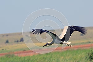 White stork, Amboseli National Park, Kenya