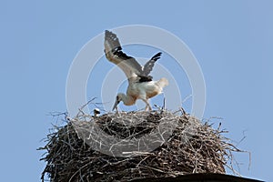 White stork baby birds in a nest