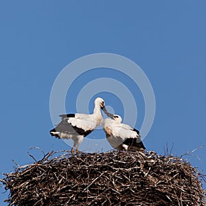 White stork baby birds in a nest