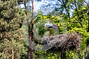 White stork bill-clattering