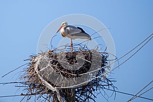 White stork bird, Ciconia ciconia at nest.