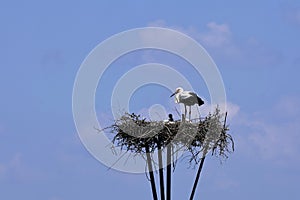 White Stork bird Ciconia ciconia on the nest with two chicks