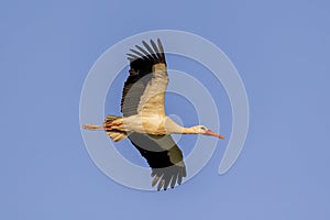 White stork bird (Ciconia Ciconia