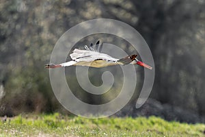 White Stork Bird In Flight