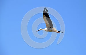 White stork bird flying free, bird of passage