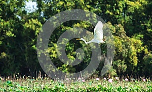 White stork bird flying over fields lotus