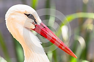 White Stork Bird Head