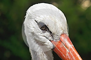 White Stork Bird Head