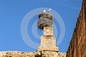 White stork bird nest in El Badi Palace, Marrakech, Morocco, Africa