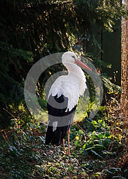 White stork bird