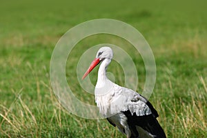 White stork bird