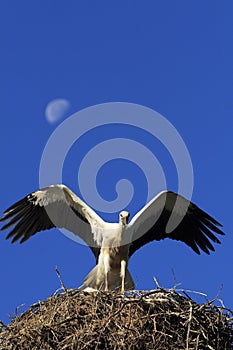 White Stork birds on a nest during the spring nesting period photo