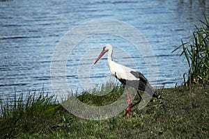 White stork with black wings
