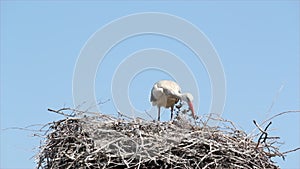 White stork building nest