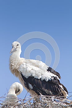 White stork chick