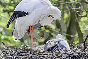 White stork with chick in nest