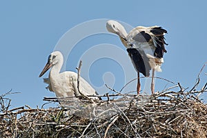 White stork chicks in the nest. Ciconia ciconia