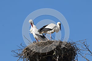 White stork, ciconia bird animal