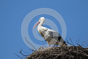 White stork, ciconia bird animal