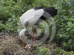 White stork, ciconia bird animal